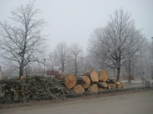 IMG_3766 (2)