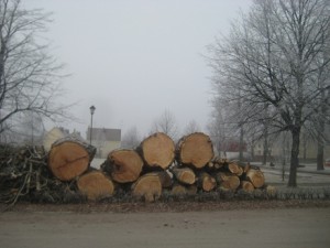 IMG_3767 (2)