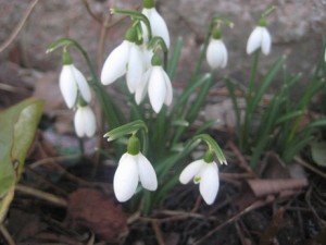 IMG_3916 (2)