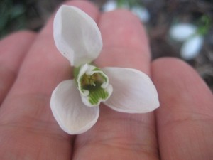 IMG_3918 (3)