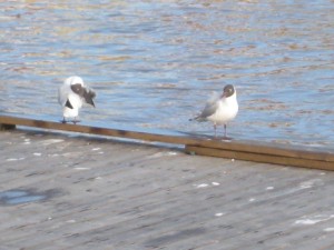IMG_4899 (3)