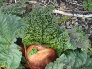 IMG_5380 (3)