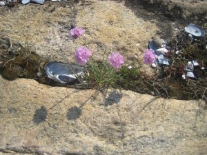 Blommor och snäckskal i en skreva
