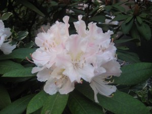 IMG_5823 (3)