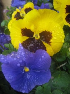IMG_5866 (3)