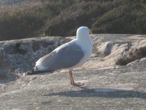 Måsen kompisen