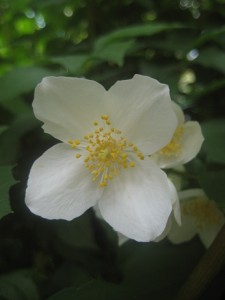 IMG_8024 (3)
