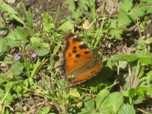 IMG_8230 (3)