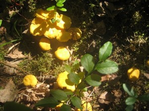 IMG_8435 (3)