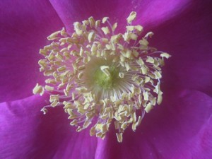 IMG_8581 (4)