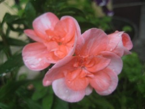 IMG_8731 (3)