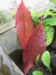 IMG_8737 (3)