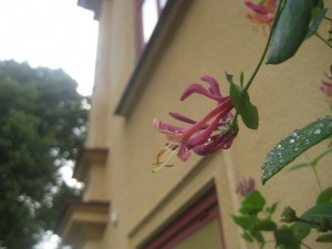 IMG_9520 (3)