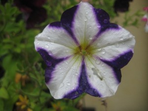 IMG_9538 (3)