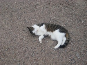 IMG_9783 (3)