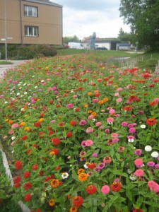 IMG_9795 (3)
