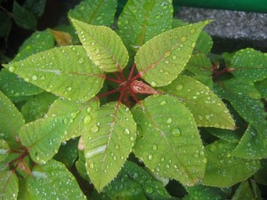 IMG_9810 (3)