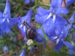 Snigel liten vilar på blå blomma augusti 2012