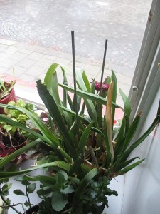 IMG_0587 (4)