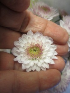 IMG_1015 (4)