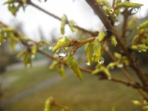 Forsythia med regndroppar 21 april 2012