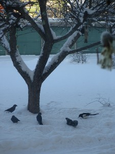 IMG_1158 (4)