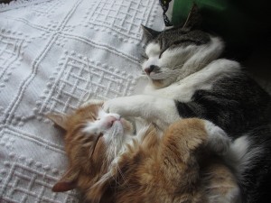 IMG_1808 (4)