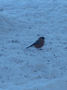IMG_2180 (4)