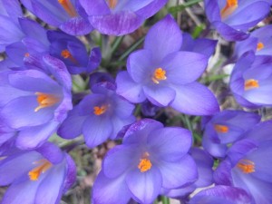 Krokus från 2012