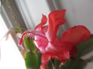 IMG_2562 (3)