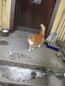 IMG_2831 (3)