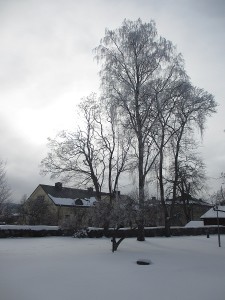 IMG_2900 (5)