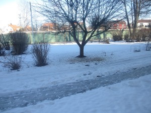 IMG_3459 (3)