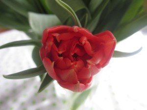 IMG_3495 (4)
