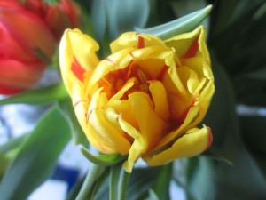 IMG_3513 (4)
