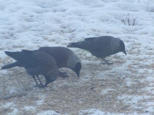 IMG_3530 (3)