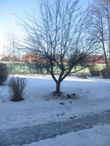 IMG_3532 (3)