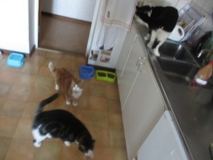 IMG_3554 (4)