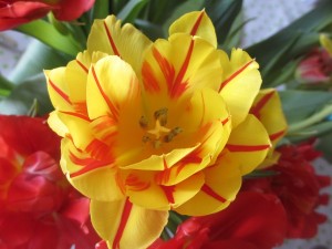 IMG_3661 (4)