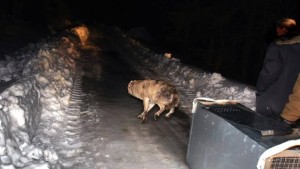 Susi släpps i Kilsbergen