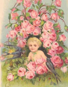 BABY-BOY-BORN-IN-A-ROSE-BUSH-SWALLOW