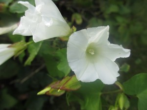 061