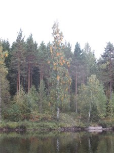 Björken