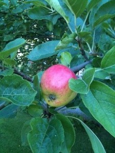 Ett äpple 130903