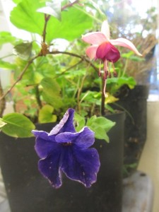4 okt 2013 004