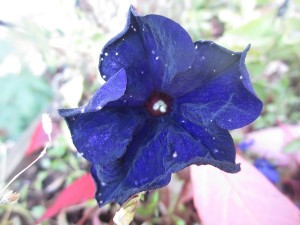 4 okt 2013 040