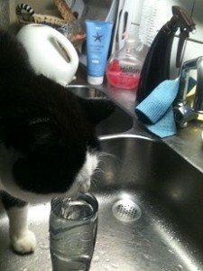 Felix dricker vatten ur glaset