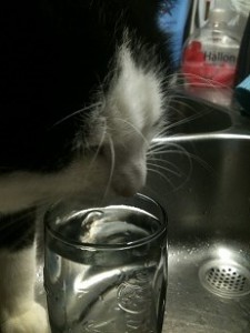 Felix och vatten