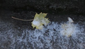 Frusna löv