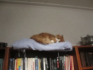 Sötaste Wilma sover på hyllan 28 nov 2013